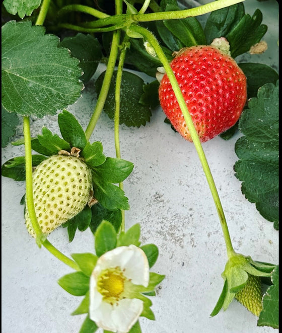 Florida Strawberry Jewel Jam